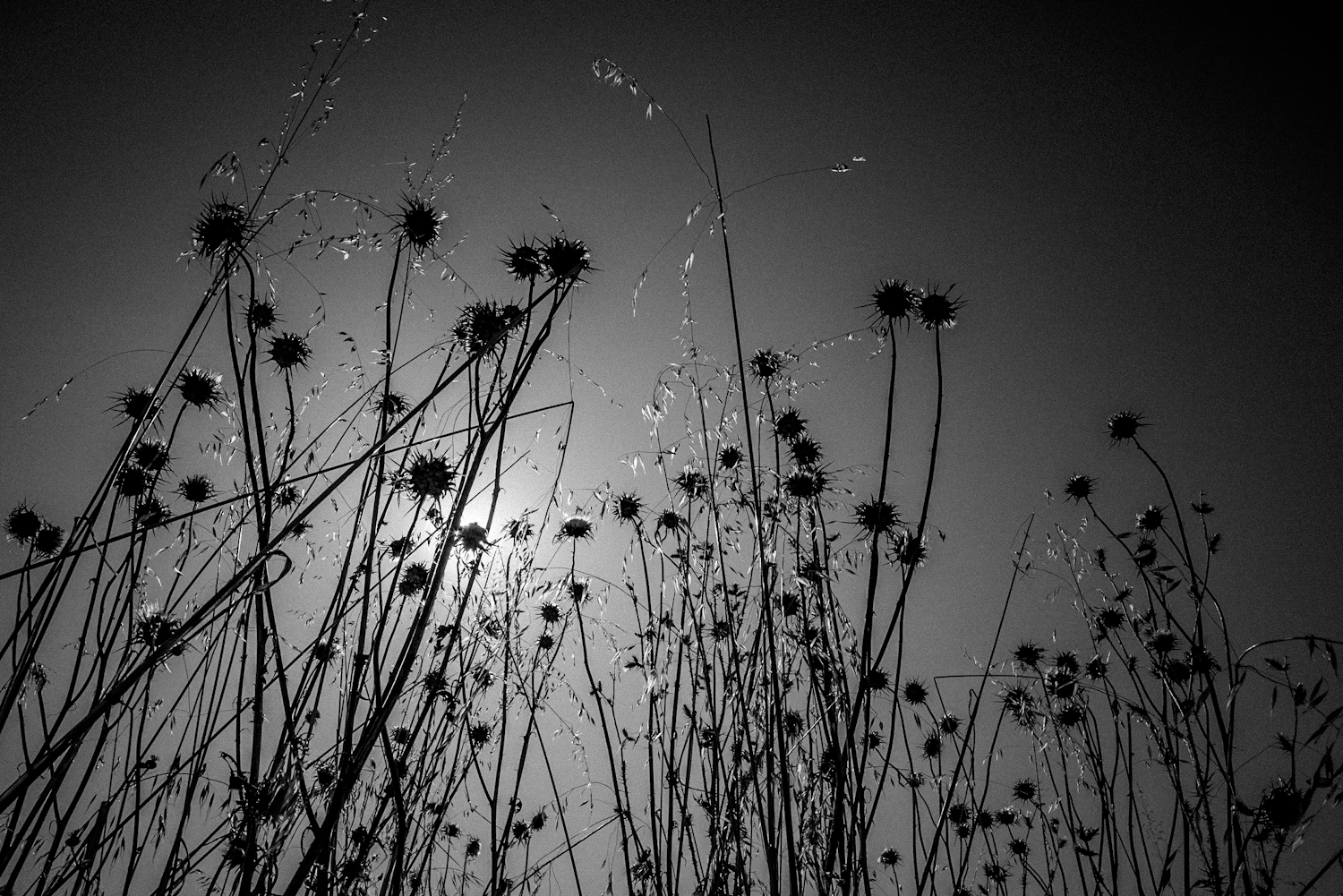 Floresta de cardos