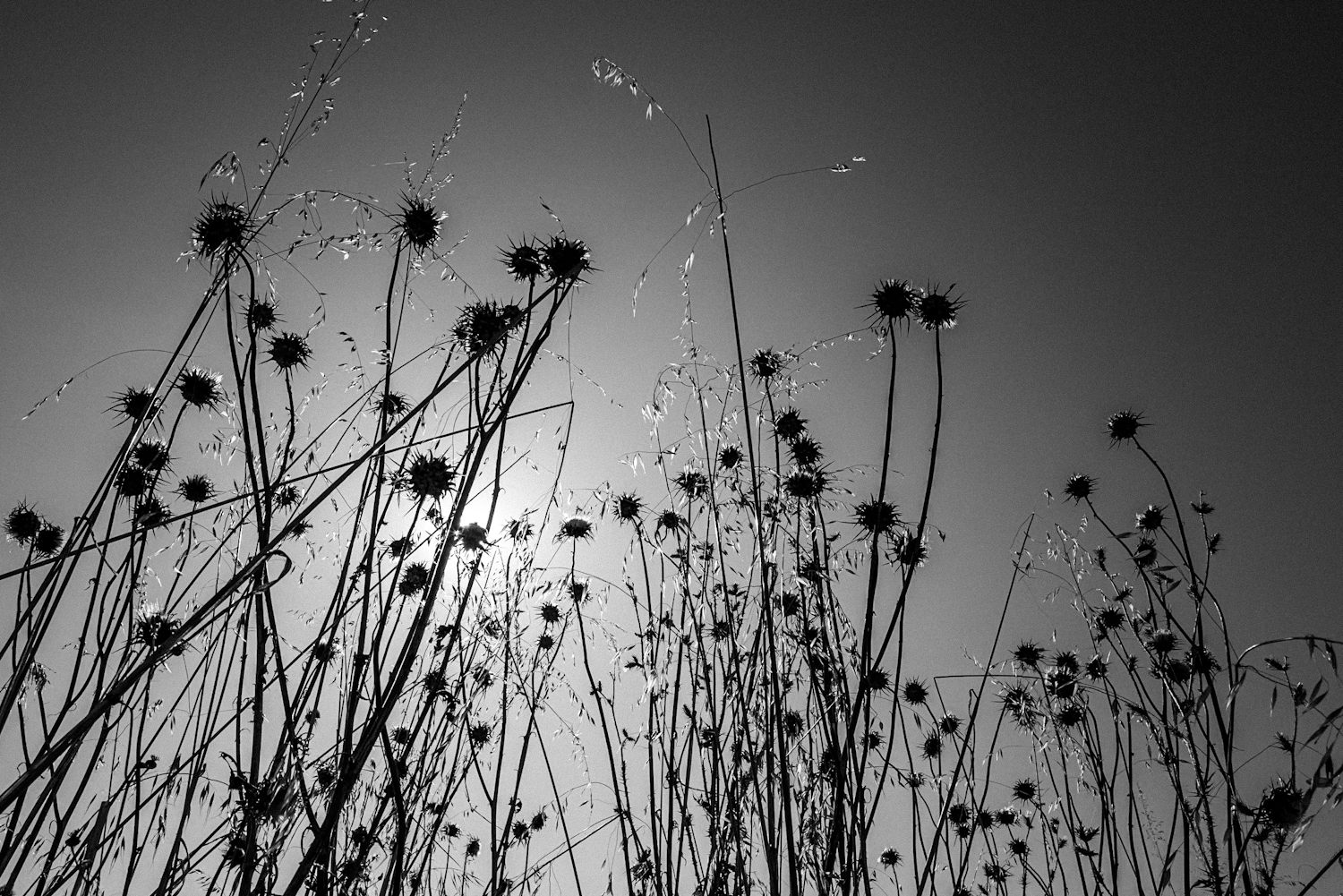 Thistle Forest